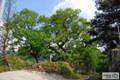 학산리 느티나무 썸네일 이미지