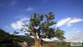 남원리 느티나무 썸네일 이미지