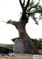 포남리 회화나무 썸네일 이미지