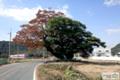 성곡리 느티나무 썸네일 이미지