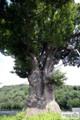숭오리 느티나무 썸네일 이미지