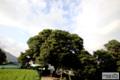 보손리 느티나무 썸네일 이미지