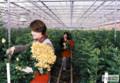 봉계농산 장미재배 썸네일 이미지