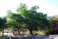 도개리 느티나무 썸네일 이미지