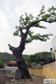 포남리 회화나무 전경 썸네일 이미지