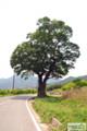 숭오리 느티나무 전경 썸네일 이미지
