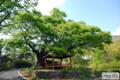 학산리 느티나무 전경 썸네일 이미지