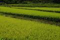 가산산성쌀 재배 모습 썸네일 이미지